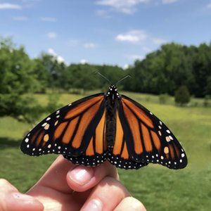 Hello fellow Poshers! This is my story: